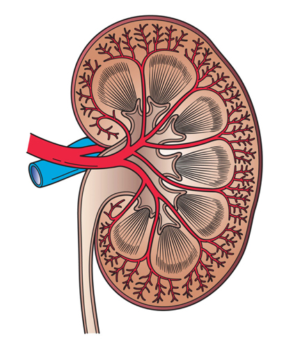 Kidney Cancer Treatment